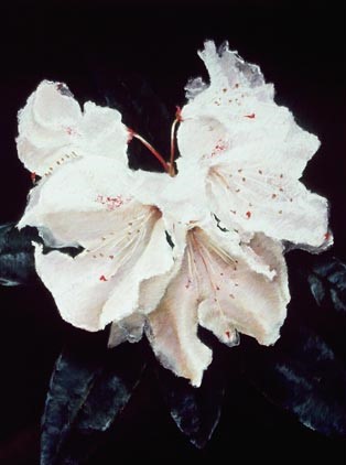 rhodi (2)